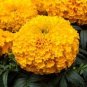 40 Pcs Yellow African Marigold French Marigold Herbs Tagetes Erecta Flower Seeds