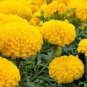 40 Pcs Yellow African Marigold French Marigold Herbs Tagetes Erecta Flower Seeds