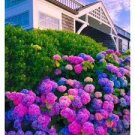 30 Pcs Mix Violet Perennial Plants Flower Seeds