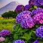 30 Pcs Mix Violet Perennial Plants Flower Seeds