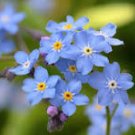 60 Pcs Myosotis Sylvatica Blue Forget Me Not Perennial Plants