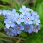 60 Pcs Myosotis Sylvatica Blue Forget Me Not Perennial Plants