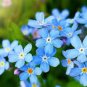 60 Pcs Myosotis Sylvatica Blue Forget Me Not Perennial Plants