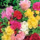 40 Pcs Mix Hollyhock Flowers Perennial Althaea Rosea Alcea Rosea