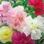 40 Pcs Mix Hollyhock Flowers Perennial Althaea Rosea Alcea Rosea