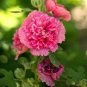 40 Pcs Mix Hollyhock Flowers Perennial Althaea Rosea Alcea Rosea
