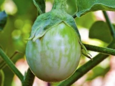 60 Pcs Green Fat Eggplant Seed Chinese Vegetable Organic Aubergine