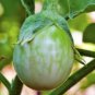 60 Pcs Green Fat Eggplant Seed Chinese Vegetable Organic Aubergine