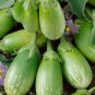 60 Pcs Green Fat Eggplant Seed Chinese Vegetable Organic Aubergine
