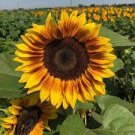 15 Pcs Many Headed Sunflower for Bonsai Seeds