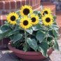 15 Pcs Many Headed Sunflower for Bonsai Seeds
