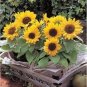 15 Pcs Many Headed Sunflower for Bonsai Seeds