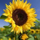 15 Pcs Edible Sunflower Seeds Polly Seeds