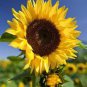 15 Pcs Edible Sunflower Seeds Polly Seeds