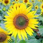 15 Pcs Edible Sunflower Seeds Polly Seeds