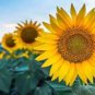 15 Pcs Edible Sunflower Seeds Polly Seeds