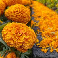 40 Pcs Orange African Marigold French Marigold Herbs Tagetes Erecta Flower Seeds