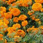 40 Pcs Orange African Marigold French Marigold Herbs Tagetes Erecta Flower Seeds