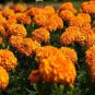 40 Pcs Orange African Marigold French Marigold Herbs Tagetes Erecta Flower Seeds