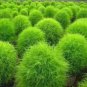 120 Pcs Green Kochia Scoparia Molly Scoparia Grass Gorgeous Plants