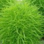 120 Pcs Green Kochia Scoparia Molly Scoparia Grass Gorgeous Plants