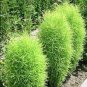120 Pcs Green Kochia Scoparia Molly Scoparia Grass Gorgeous Plants