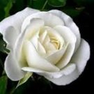 50 Pcs Rare 'Tranquillity' Radiant Ravishing Pure White Fragrant Rose Flower Seeds