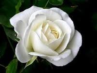 50 Pcs Rare 'Tranquillity' Radiant Ravishing Pure White Fragrant Rose Flower Seeds