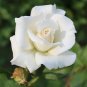 50 Pcs Rare 'Tranquillity' Radiant Ravishing Pure White Fragrant Rose Flower Seeds