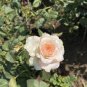 50 Pcs Rare 'Tranquillity' Radiant Ravishing Pure White Fragrant Rose Flower Seeds