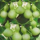 8 Pcs Middle Bottle Groud Seed Lagenaris Siceraria