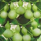 8 Pcs Middle Bottle Groud Seed Lagenaris Siceraria