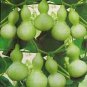 8 Pcs Middle Bottle Groud Seed Lagenaris Siceraria