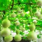 8 Pcs Middle Bottle Groud Seed Lagenaris Siceraria