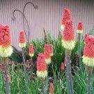 10 Pcs Red Hot Poker Hybrids Kniphofia Uvaria Hybrids