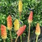 10 Pcs Red Hot Poker Hybrids Kniphofia Uvaria Hybrids