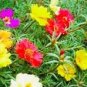 100 Pcs Mix PORTULACA Grandiflora MOSS ROSE Flower Seeds