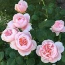 50 Pcs Rare 'Queen of Sweden' Pink Rose Shrub Flower Seeds 50 Pcs Rare 'Queen of Sweden' Pink Rose Shrub Flower Seeds