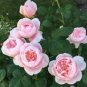 50 Pcs Rare 'Queen of Sweden' Pink Rose Shrub Flower Seeds