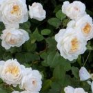 50 Pcs Imported 'Claire Austin' Rare White Shrub Rose Flower Seeds