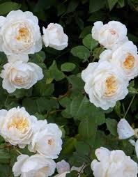 50 Pcs Imported 'Claire Austin' Rare White Shrub Rose Flower Seeds