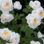 50 Pcs Imported 'Claire Austin' Rare White Shrub Rose Flower Seeds
