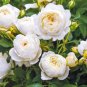 50 Pcs Imported 'Claire Austin' Rare White Shrub Rose Flower Seeds