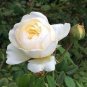 50 Pcs Imported 'Claire Austin' Rare White Shrub Rose Flower Seeds