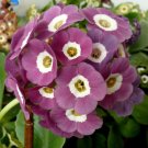 15 Pcs Primula Auricula Taffeta