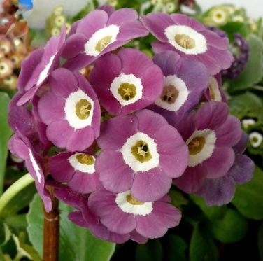 15 Pcs Primula Auricula Taffeta