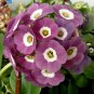 15 Pcs Primula Auricula Taffeta