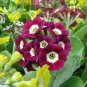 15 Pcs Primula Auricula Taffeta