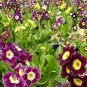 15 Pcs Primula Auricula Taffeta