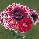 5 Pcs Gloxinia F1 Brocade Double Mixed Seeds